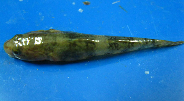 Rhinogobius cliffordpopei