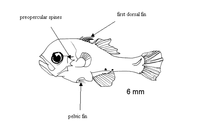 Rhabdamia nigrimentum