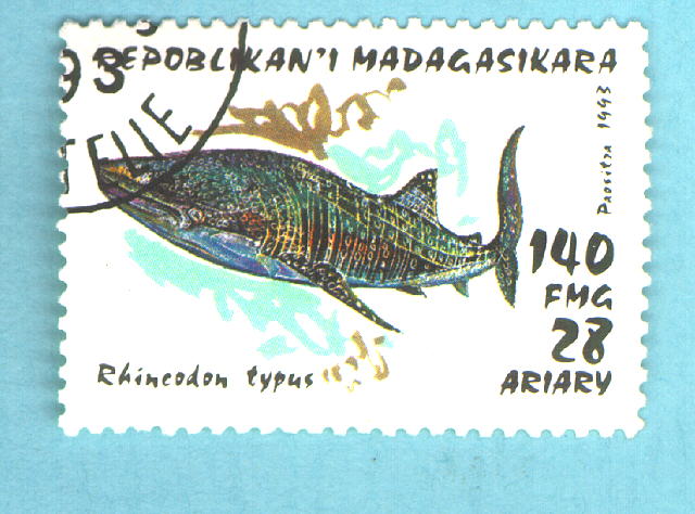 Rhincodon typus