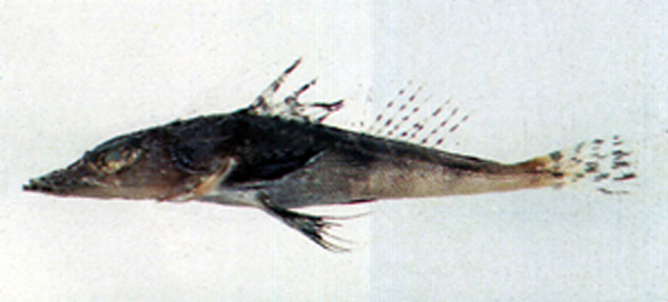 Rogadius asper