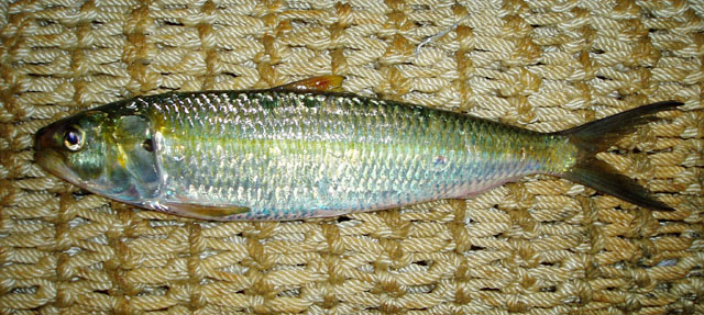 Sardinella aurita