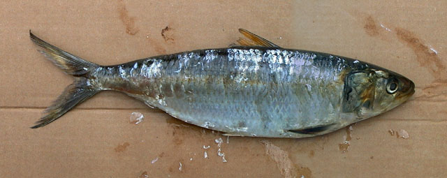 Sardinella aurita