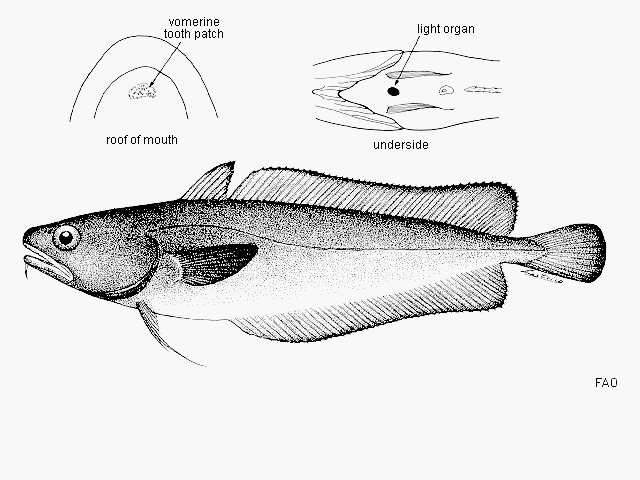 Salilota australis