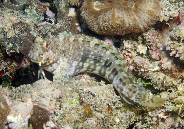 Salarias fasciatus