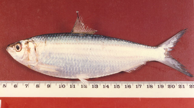 Sardinella fimbriata