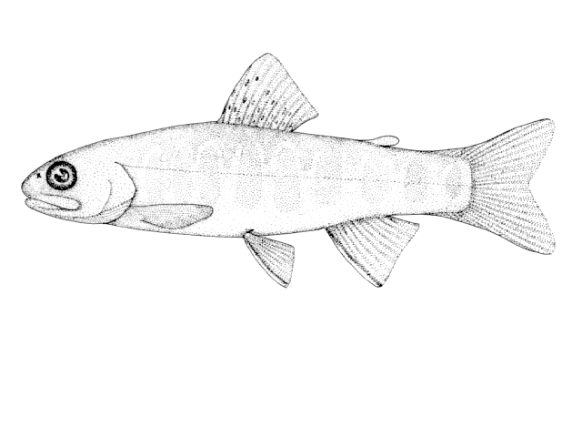 Salvelinus fontinalis