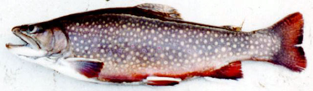 Salvelinus fontinalis