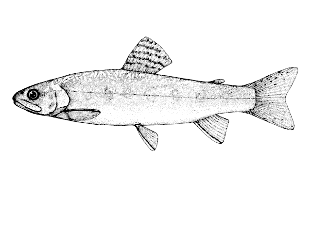 Salvelinus fontinalis