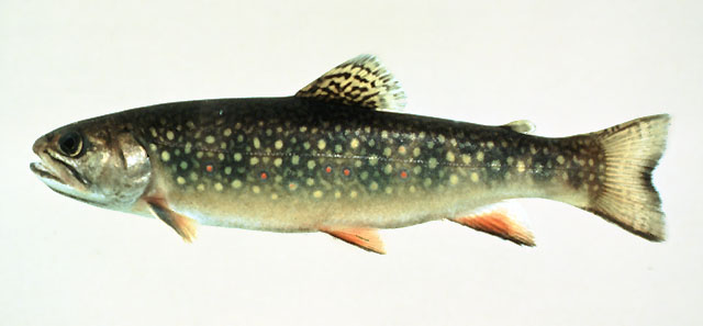 Salvelinus fontinalis