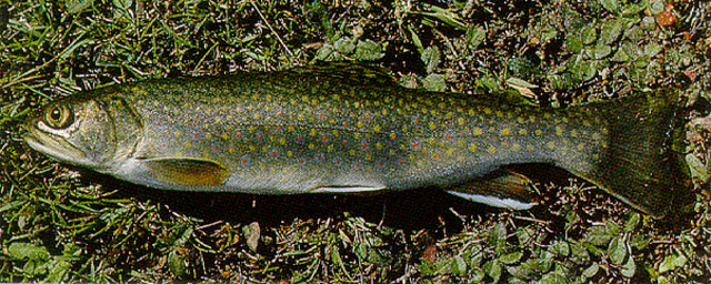 Salvelinus fontinalis