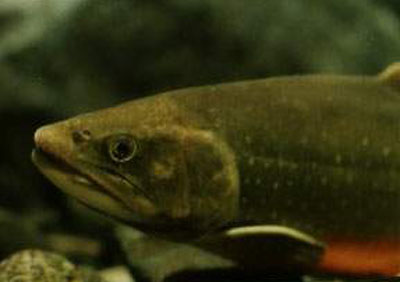 Salvelinus fontinalis