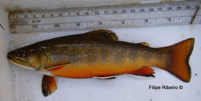 Salvelinus fontinalis