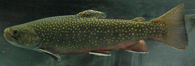 Salvelinus fontinalis