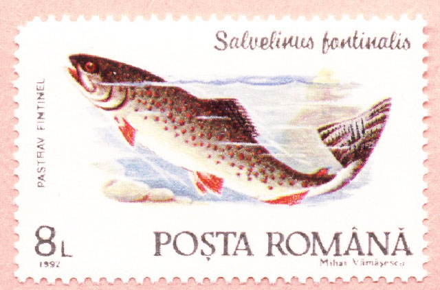 Salvelinus fontinalis