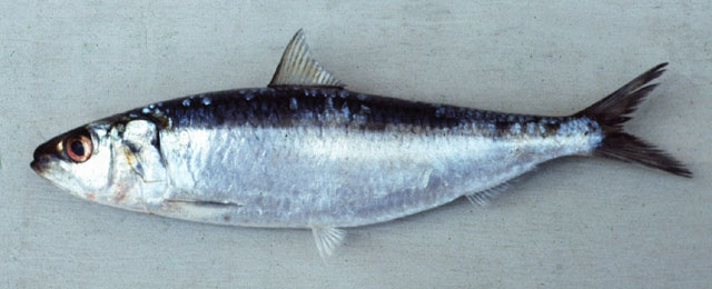 Sardinella lemuru