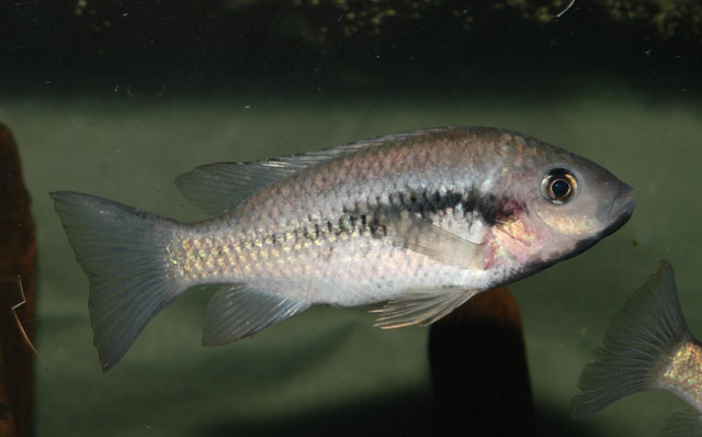 Sarotherodon lohbergeri