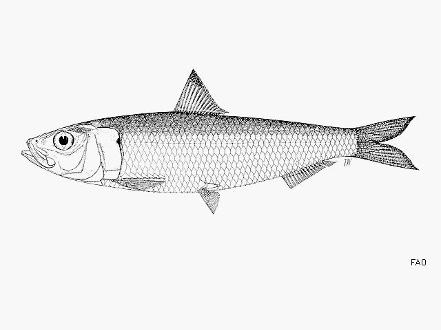 Sardinella longiceps