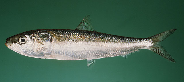 Sardinella longiceps