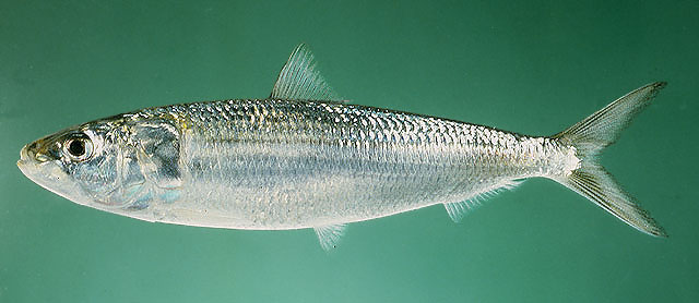 Sardinella longiceps