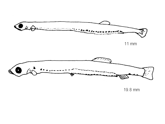 Sardina pilchardus