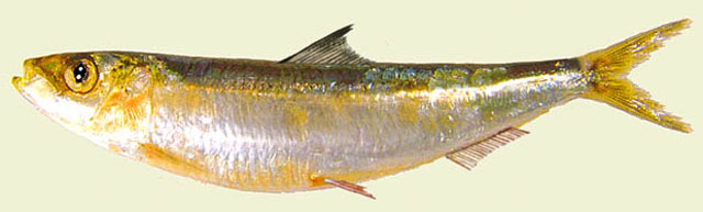 Sardina pilchardus