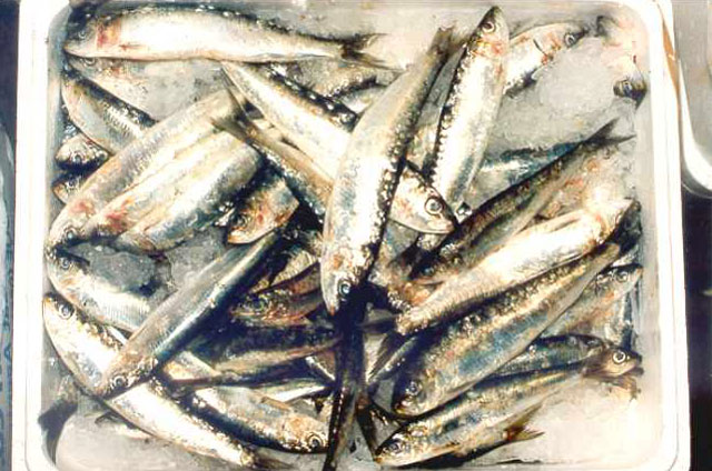 Sardina pilchardus