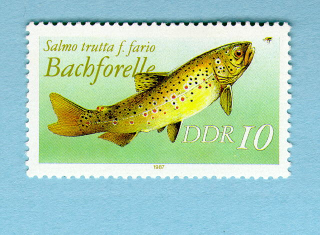 Salmo trutta