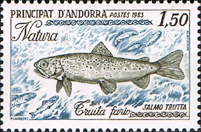 Salmo trutta