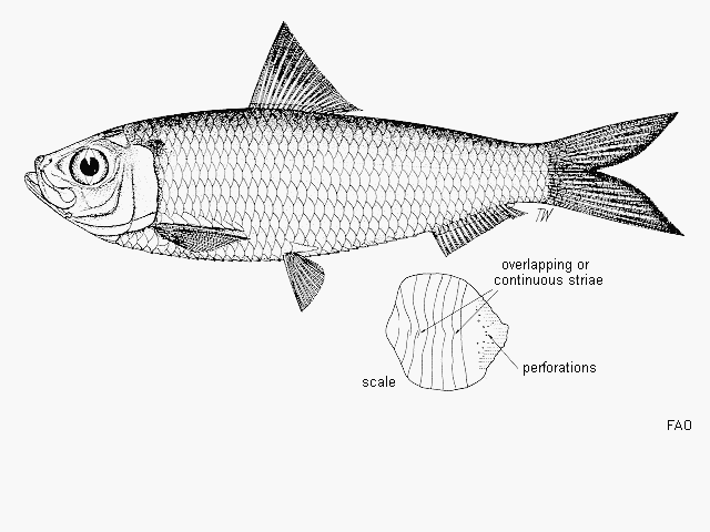 Sardinella zunasi