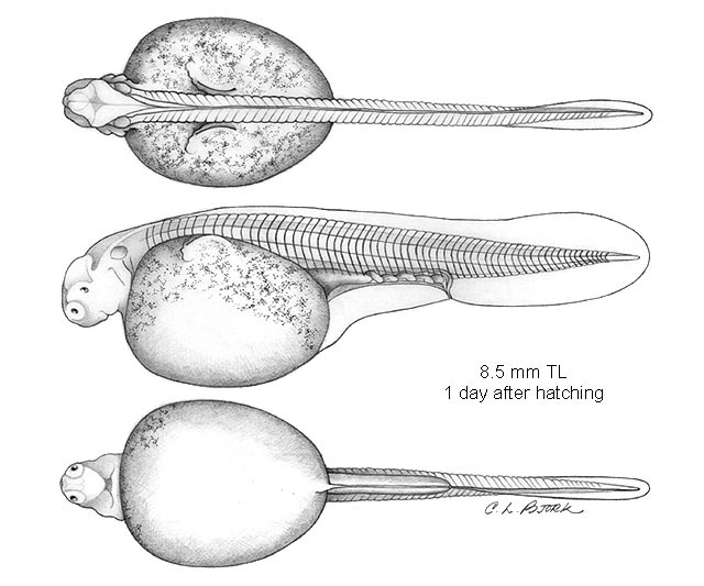 Scaphirhynchus albus