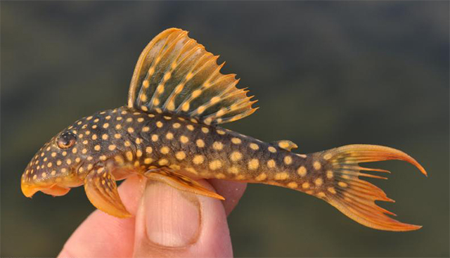 Scobinancistrus aureatus