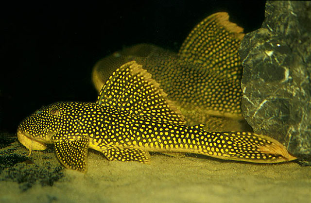 Scobinancistrus aureatus