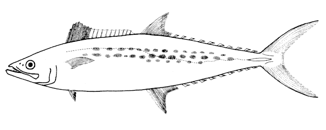 Scomberomorus brasiliensis