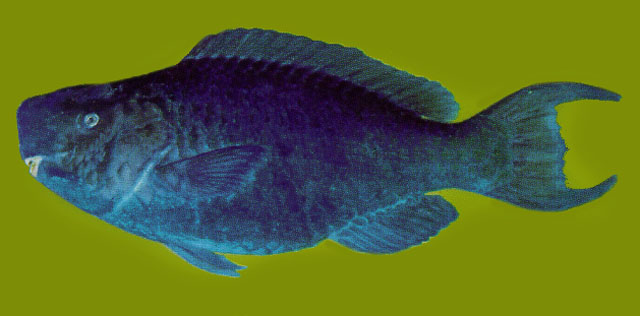 Scarus coeruleus