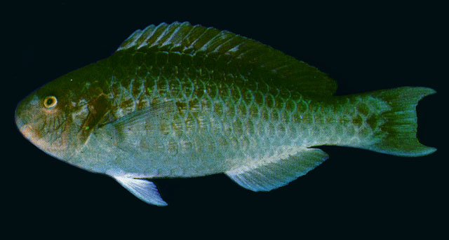 Scarus coeruleus