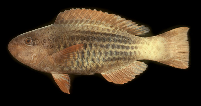 Scarus frenatus