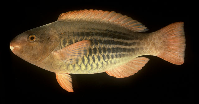 Scarus frenatus