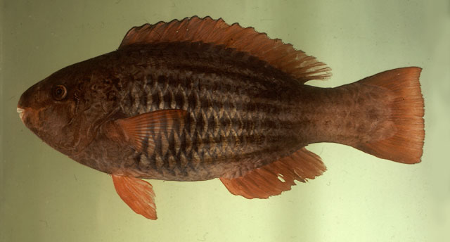 Scarus frenatus