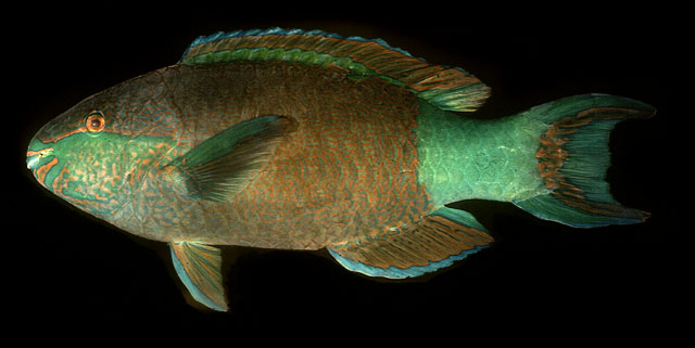 Scarus frenatus