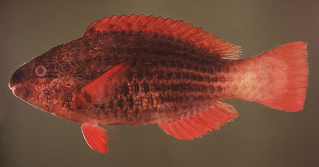 Scarus frenatus