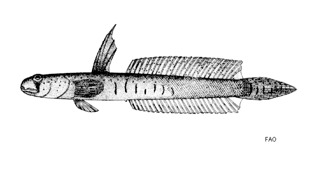 Scartelaos histophorus