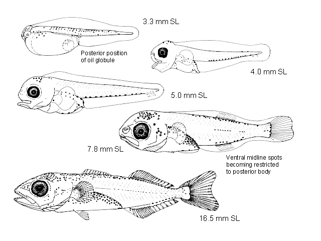 Scomber japonicus