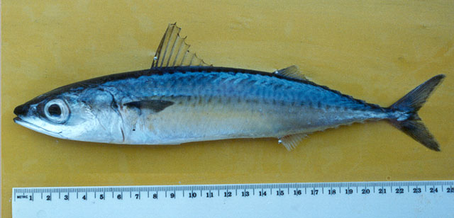 Scomber japonicus