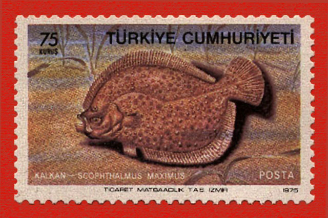 Scophthalmus maximus