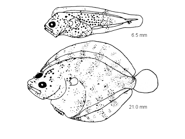 Scophthalmus rhombus