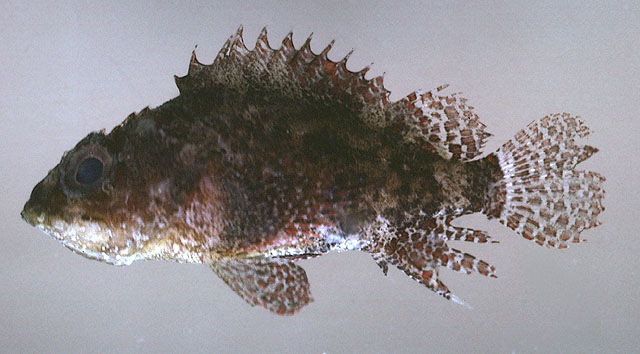 Scorpaenodes scaber