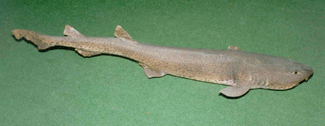 Scyliorhinus stellaris