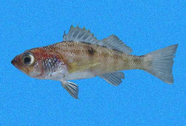 Serranus aequidens