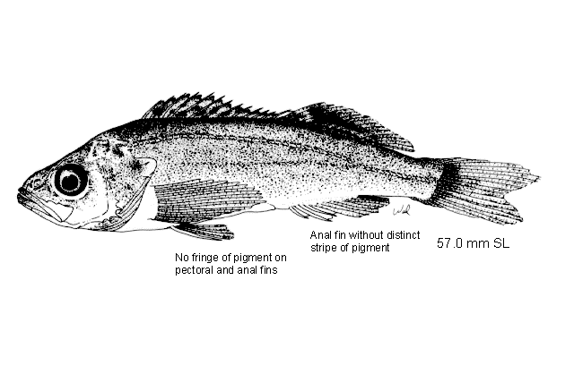 Sebastes alutus