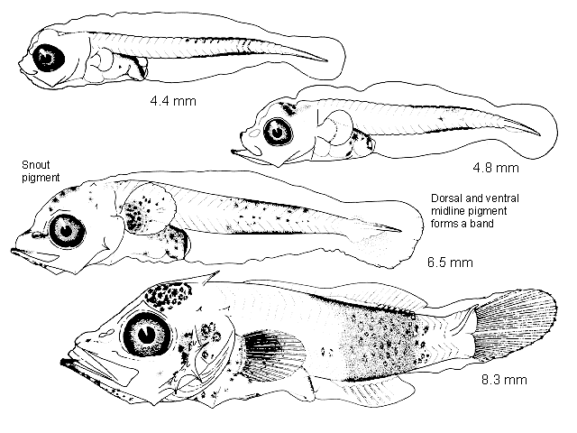 Sebastes aurora